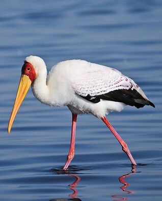 Yellow Billed Stork, Ruaha National Park